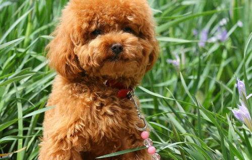 小狗怎么断尾巴视频,专业视频带你了解手术细节