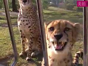 豹子的叫声视频,原始森林中的低吼之谜