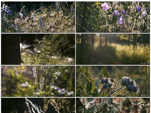 草草 视频,揭秘生活点滴，捕捉美好瞬间