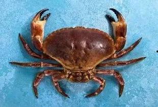 看螃蟹视频,探秘海洋生物的奇妙世界